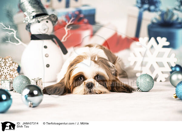 Shih Tzu / Shih Tzu / JAM-07314