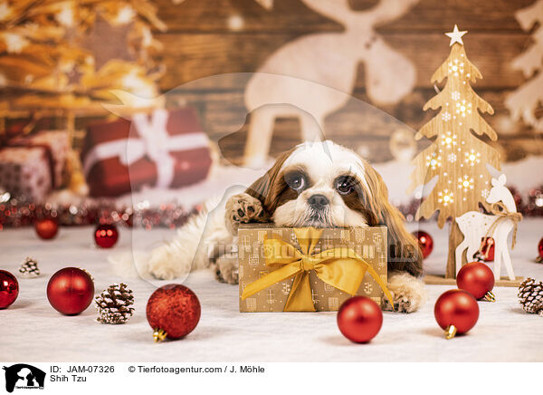 Shih Tzu / Shih Tzu / JAM-07326