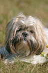 Shih Tzu Portrait