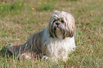 sitting Shih Tzu