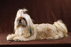 lying Shih Tzu