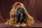 lying Shih Tzu