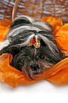 Shih Tzu in basket