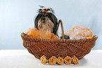 Shih Tzu in basket