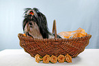 Shih Tzu in basket