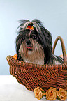 Shih Tzu in basket