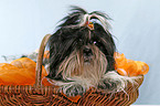 Shih Tzu in basket