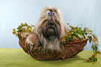 Shih Tzu in basket