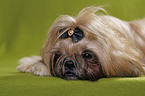 lying Shih Tzu