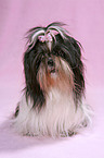 sitting Shih Tzu