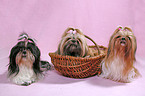 lying Shih Tzu