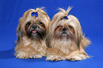 Shih Tzus