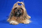 lying Shih Tzu