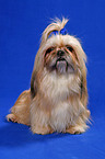 sitting Shih Tzu