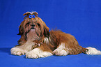 lying Shih Tzu