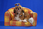 sitting Shih Tzu