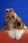 lying Shih Tzu