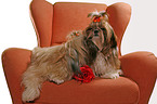 Shih Tzus on armchair