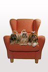 Shih Tzus on armchair