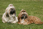 Shih Tzus