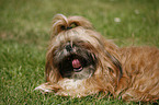 lying Shih Tzu