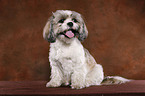 sitting Shih Tzu