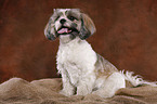 sitting Shih Tzu