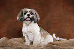 sitting Shih Tzu