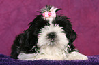 Shih Tzu Puppy