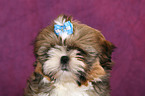 Shih Tzu Puppy