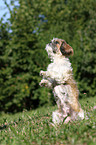 Shih Tzu shows trick