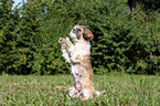 Shih Tzu shows trick