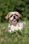 lying Shih Tzu