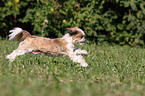 running Shih Tzu