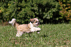 running Shih Tzu