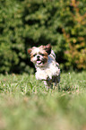 running Shih Tzu