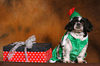 lying Shih Tzu in christmas