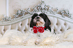 lying Shih Tzu