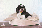 sitting Shih Tzu