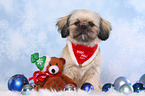 sitting Shih Tzu