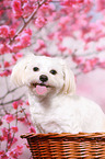 Shih Tzu Portrait