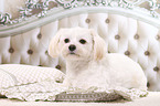 lying Shih Tzu