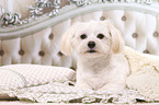 lying Shih Tzu