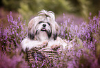 lying Shih Tzu