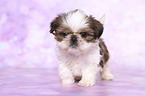 standing Shih Tzu Puppy