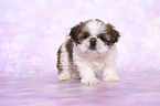 standing Shih Tzu Puppy