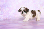 standing Shih Tzu Puppy