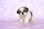 standing Shih Tzu Puppy