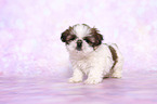 standing Shih Tzu Puppy