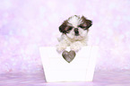 Shih Tzu Puppy in a box